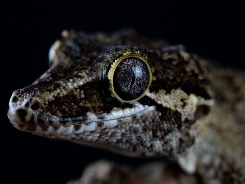 Phantom Eyed Yellow Reticulated