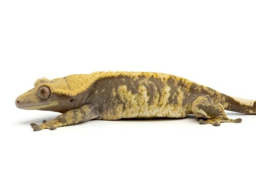 Female Tricolor Extreme Crested Gecko Cr-1921