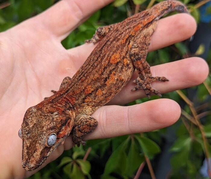 Red Aberant Stripe Gargoyle Gecko Female - Image 3