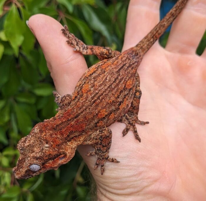 Red Aberant Stripe Gargoyle Gecko Female - Image 4