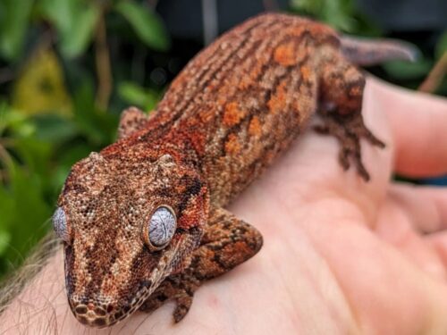 Red Aberant Stripe Gargoyle Gecko Female