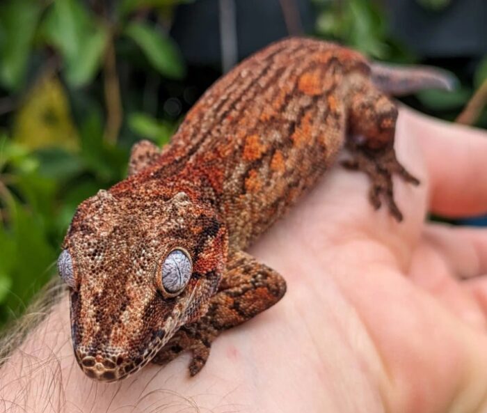 Red Aberant Stripe Gargoyle Gecko Female