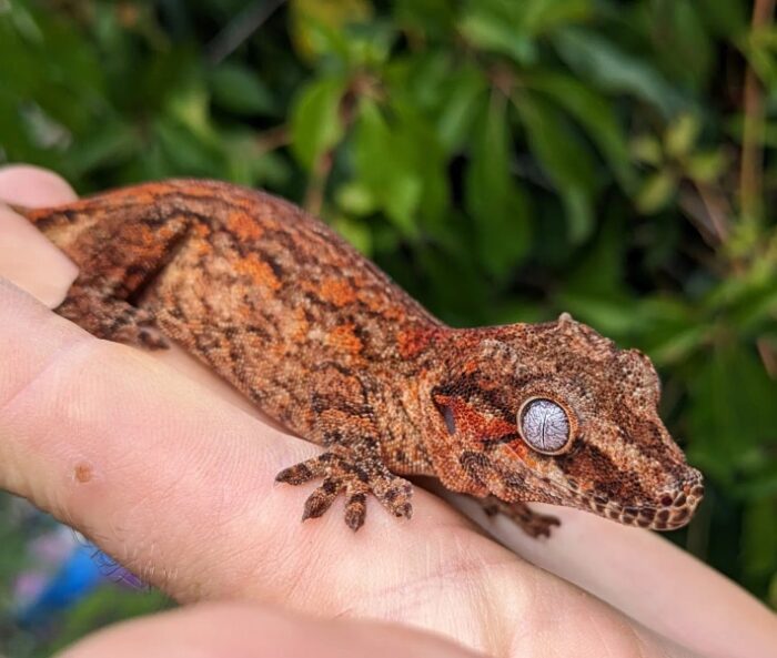 Red Aberant Stripe Gargoyle Gecko Female - Image 2