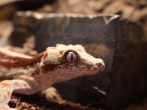 Dark Red Stripe On Really Light Base Gargoyle Geckos Adult