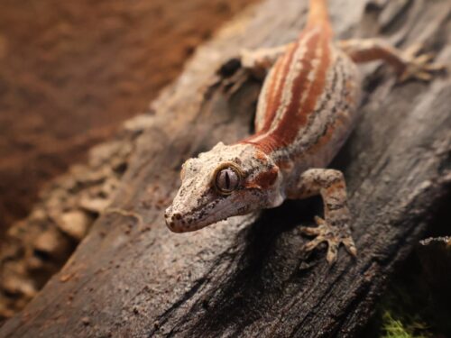 Red Rev Bacon Gargoyle Geckos Adult