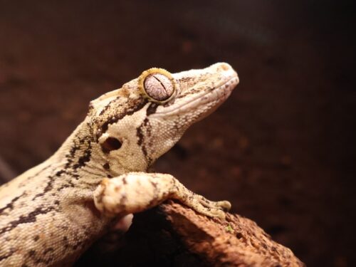 High White W/ Stripe Garg Gargoyle Geckos Adult