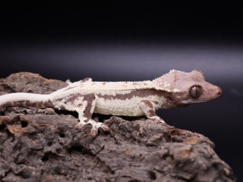 Frappuccino Crested Geckos Baby