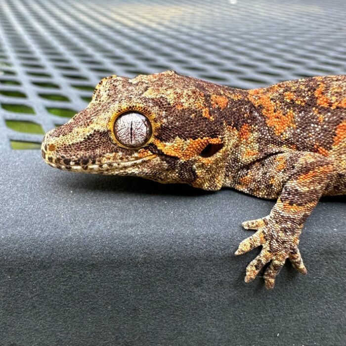 Pretty Red/orange Blotch Gargoyle Geckos Baby