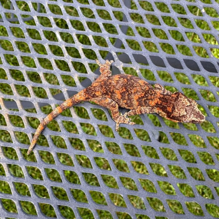 Pretty Red/orange Blotch Gargoyle Geckos Baby - Image 2