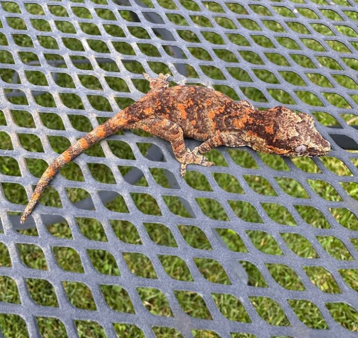 Pretty Red/orange Blotch Gargoyle Geckos Baby - Image 3