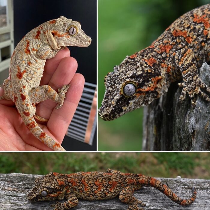 Pretty Red/orange Blotch Gargoyle Geckos Baby - Image 4