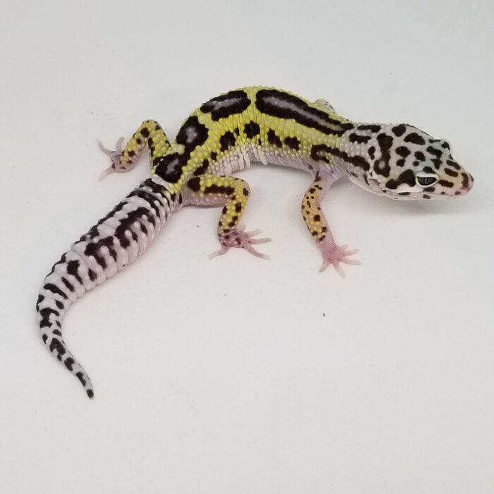 Mack Snow Lavender Reverse Stripe Bold  Leopard Geckos Juvenile - Image 2