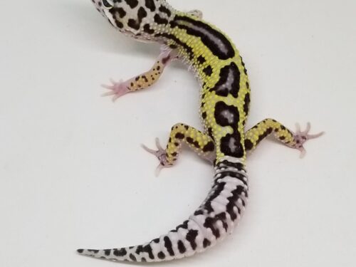 Mack Snow Lavender Reverse Stripe Bold 100% Het Bell Poss. Het Eclipse Leopard Geckos Juvenile