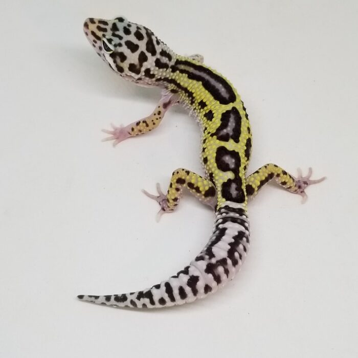 Mack Snow Lavender Reverse Stripe Bold 100% Het Bell Poss. Het Eclipse Leopard Geckos Juvenile