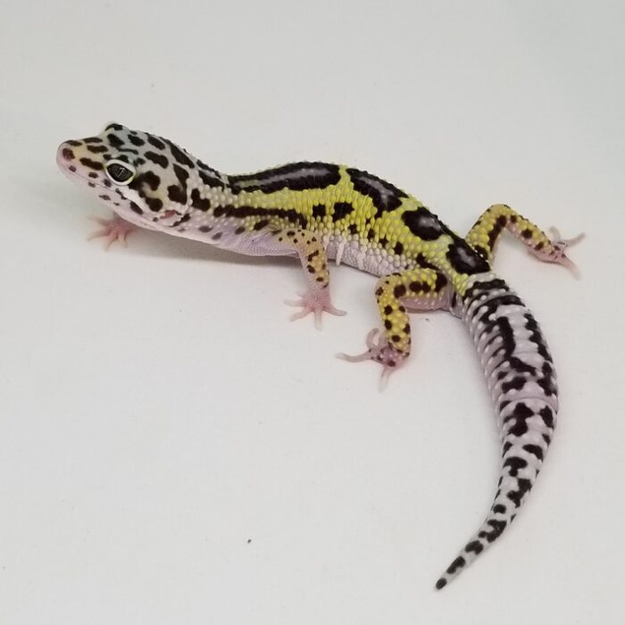 Mack Snow Lavender Reverse Stripe Bold  Leopard Geckos Juvenile - Image 3