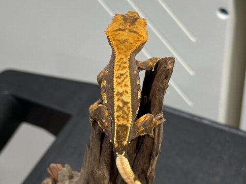 Tangerine Poss Soft Scale Empty Back Crested Geckos Baby