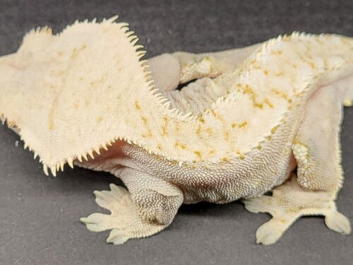 Soft Scale C2 Male Crested Geckos Adult