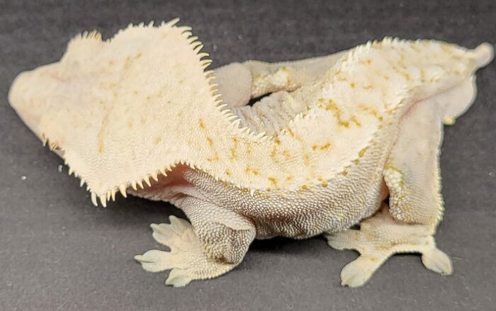 Soft Scale C2 Male Crested Geckos Adult