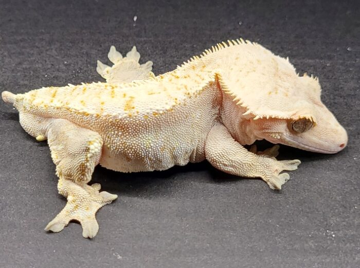 Soft Scale C2 Male Crested Geckos Adult - Image 3