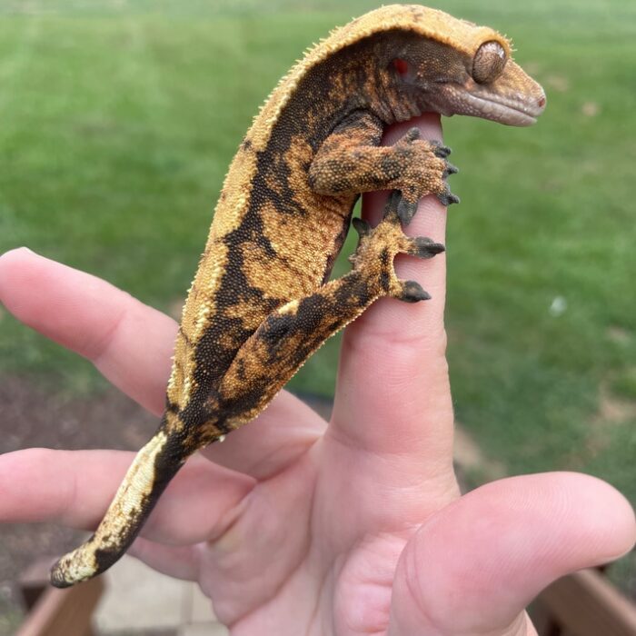 Orange Harlequin Crested Geckos Adult - Image 3