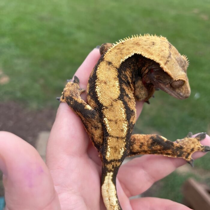 Orange Harlequin Crested Geckos Adult