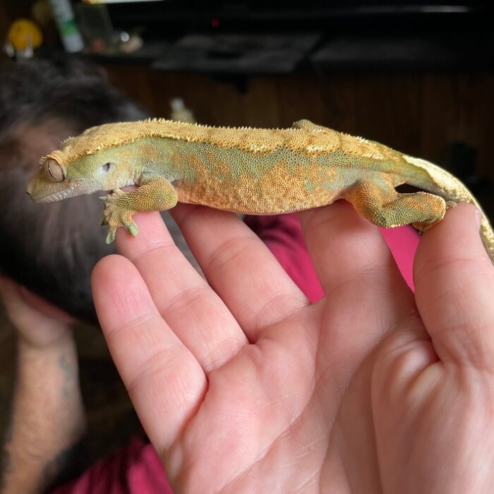 Orange Harlequin Crested Geckos Adult - Image 2