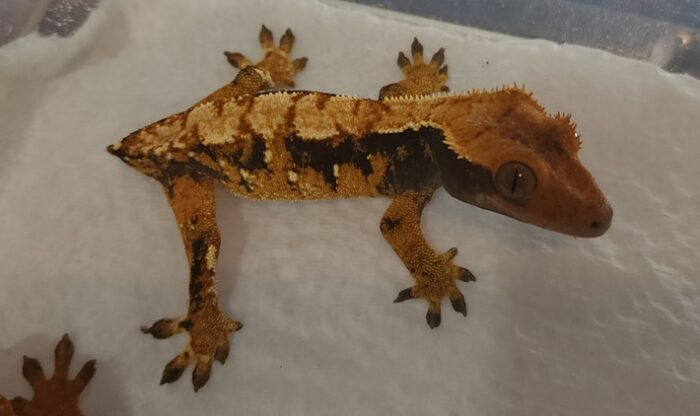 Tri Color Extreme Harlequin Crested Geckos Baby (Correlophus ciliatus) - Image 2