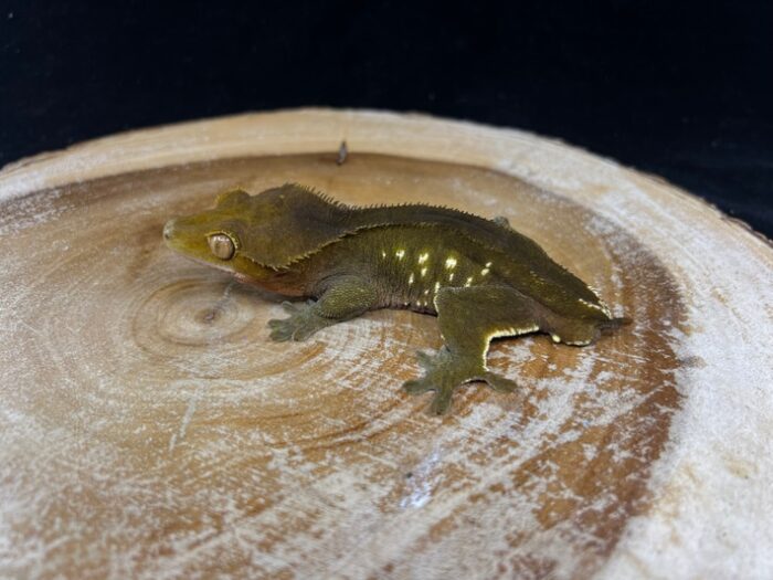 Dark Phantom Porthole Crested Geckos Adult - Image 2