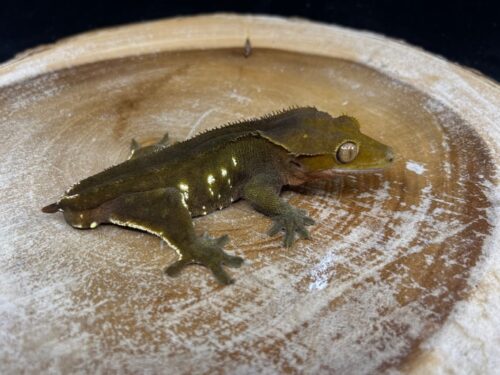 Dark Phantom Porthole Crested Geckos Adult