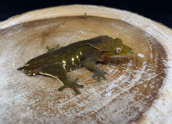 Dark Phantom Porthole Crested Geckos Adult