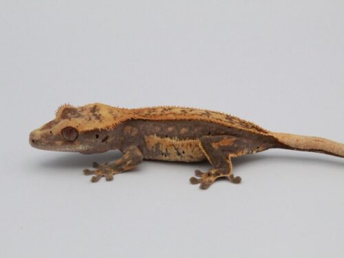 Dark Base Quadstripe Dalmatian