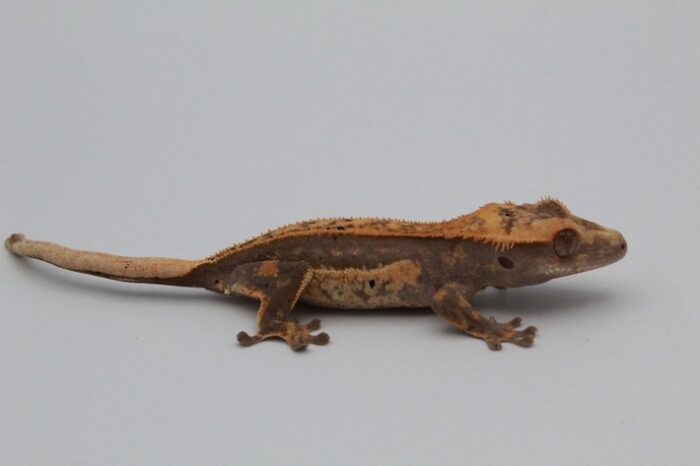 Dark Base Quadstripe Dalmatian - Crested Geckos Baby - Image 2