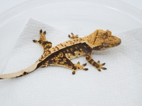 Crested Gecko Babies