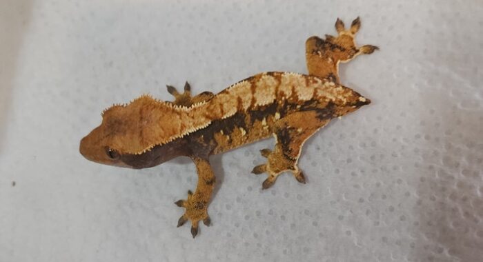 Tri Color Extreme Harlequin Crested Geckos Baby (Correlophus ciliatus) - Image 3