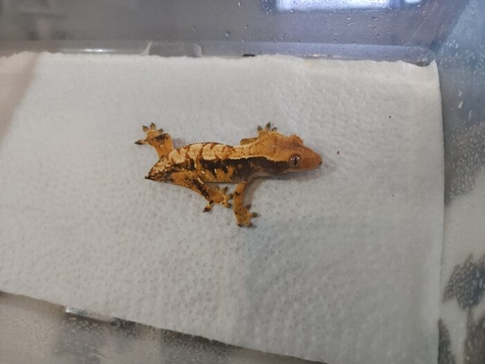 Tri Color Extreme Harlequin Crested Geckos Baby