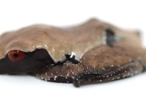 White-backed Bug-eyed Frog (Theloderma Licin)