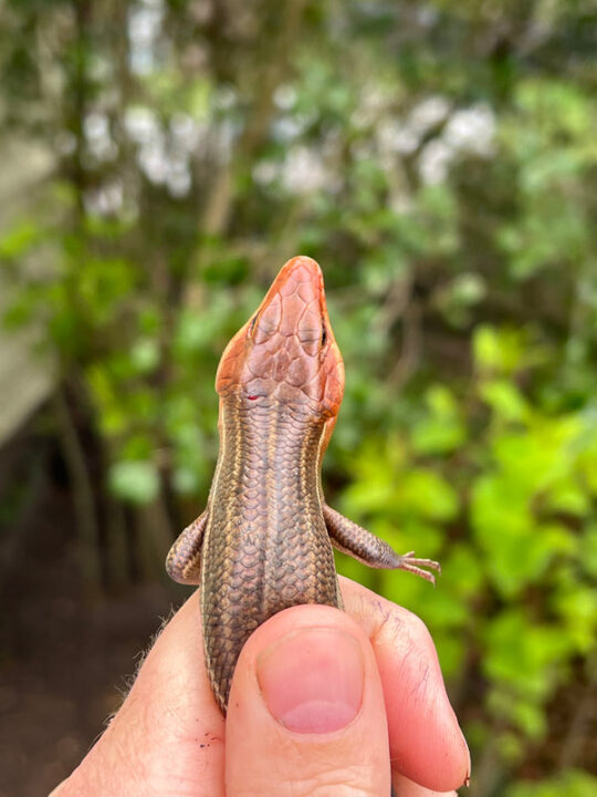 Broad-headed Skinks ~ Happy Tails Exotic