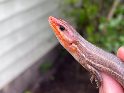 Broad-headed Skinks