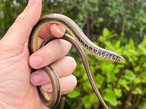 Eastern Glass Lizards