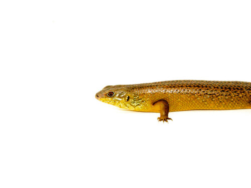 Giant Land Mullet Skink