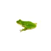 Green Tree Frog
