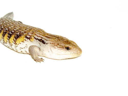 Northern Blue Tongue Skink (Teliqua scincoides)