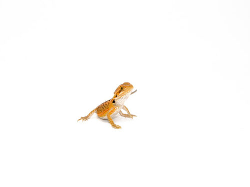 Red Bearded Dragon Babies (Pogona vitticeps)