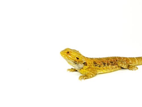 Bearded Dragon Adults