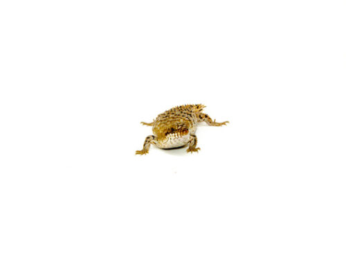Pygmy Spiny Tailed Lizard Adult Female