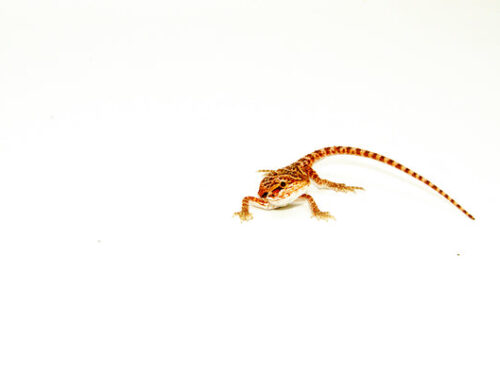 Super Red Bearded Dragon - Pogona vitticeps