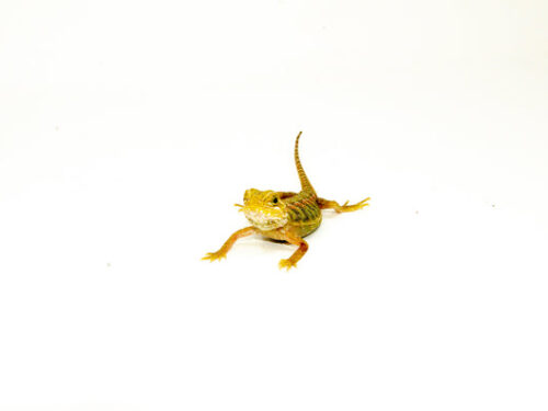 Hypo Citrus X Red Translucent Bearded Dragon #1