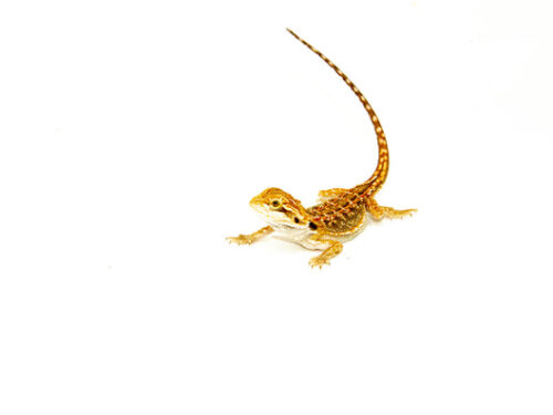 Red Dunner Bearded Dragon -Pogona vitticeps