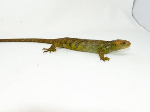 Monkey Tailed Skink Juvenile Female (Corucia zebrata)