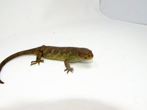 Monkey Tailed Skink Juvenile Male